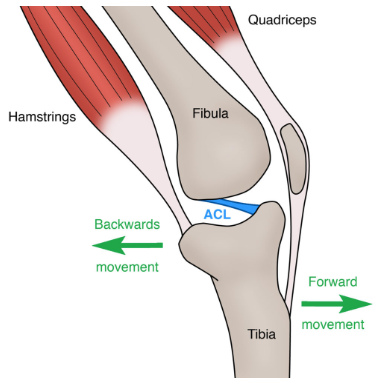 Depiction of the ACL ligament and how it moves with surrounding bones and muscles