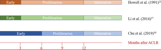 Studies showing different lengths of maturation of the ACL ligament after surgery.