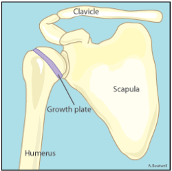 Diagram showing the shoulder anatomy, including the growth plate