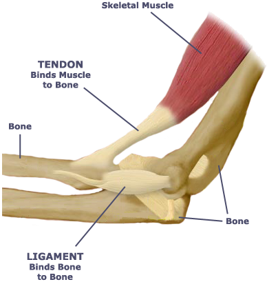 Tendon and ligament diagram.