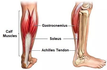 Calf muscle anatomy
