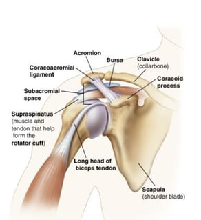 shoulder diagram